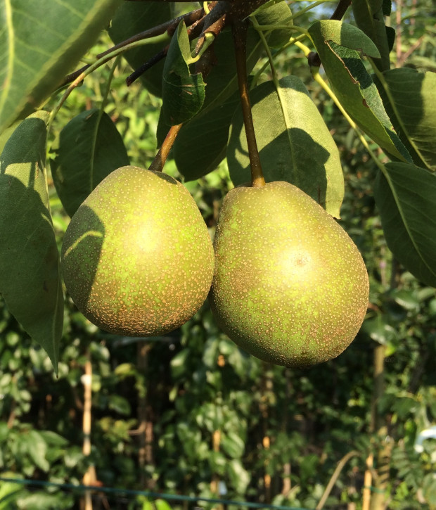 Ti Tu Pear