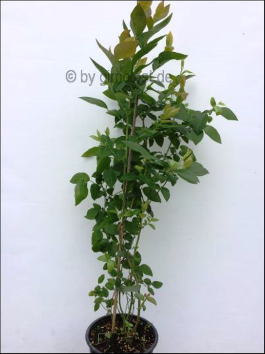Heidelbeeren Duke (Vaccinium corymbosum)