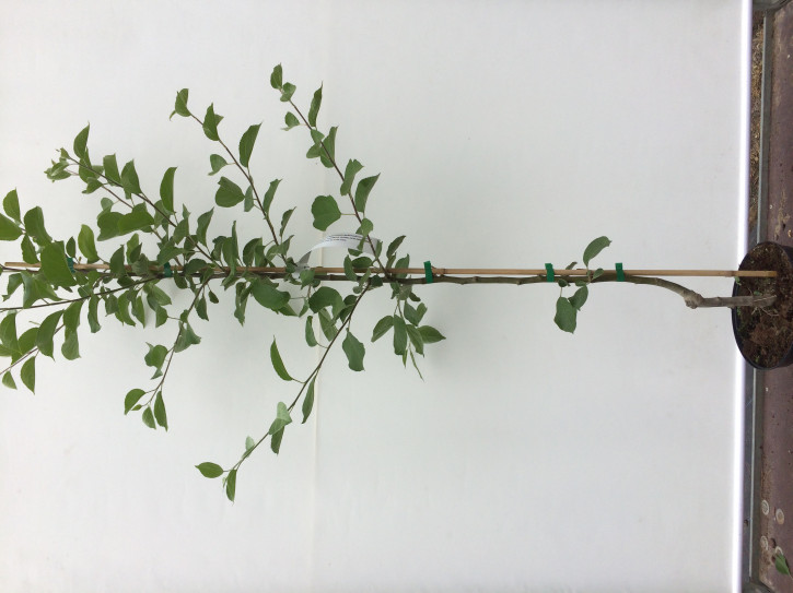 APFELBAUM APORT ZALIJSKIJ (Malus domestica Aport Zalijskij) Апорт Заилийский