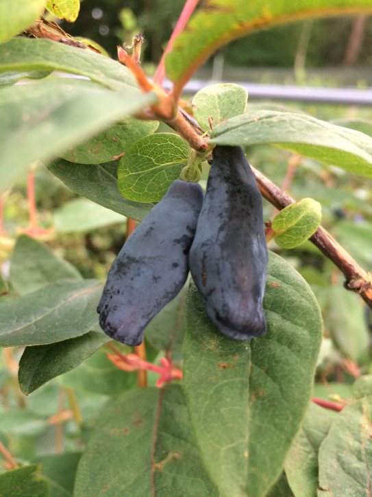 Жимолость Гордость Бакчара