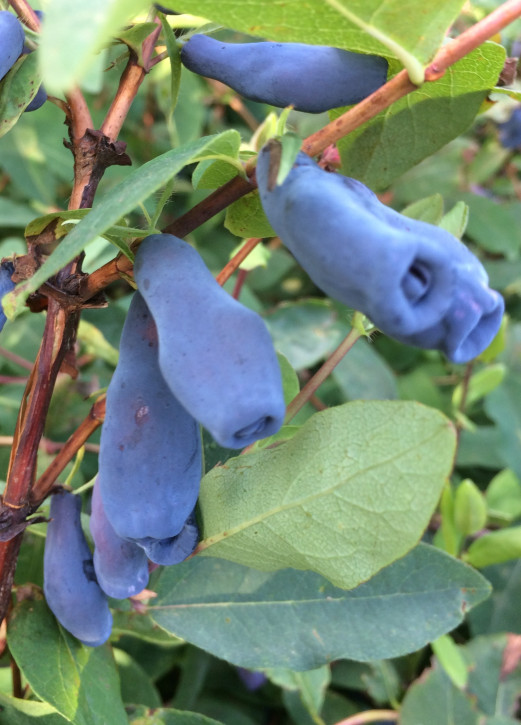 Жимолость Ленинградский Великан