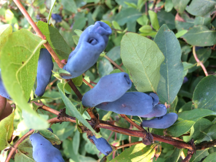 Дочь Великана