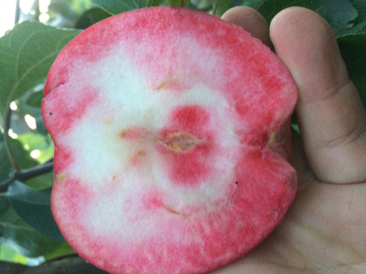 Red Apfel Vinerpo