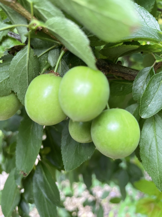 Türkische Pflaume Can Erik (Prunus cerasifera)