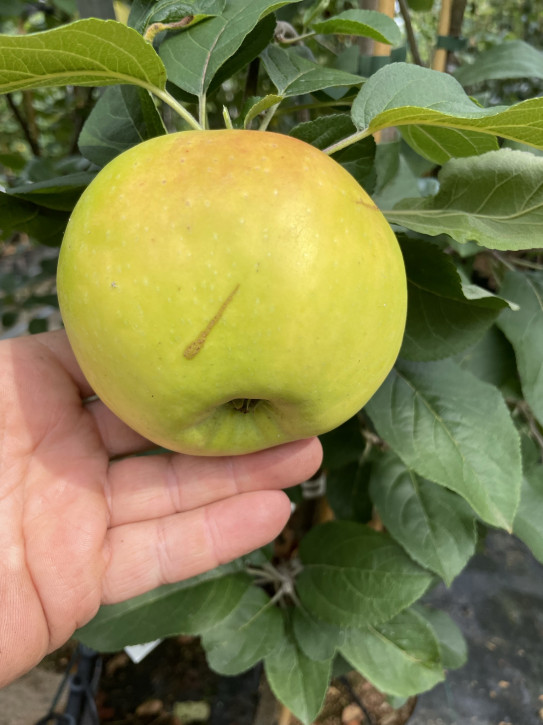 Limonka + Konfetnoe Familienbaum-Duo Apfelbaum, Zwei Sorten Apfelbaum  (Malus domestica)