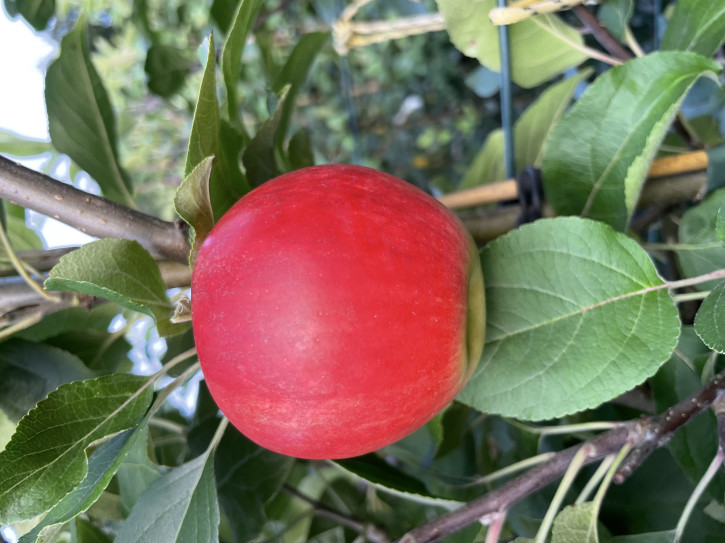 ЯБЛОНЯ КАТЯ (Malus domestica)
