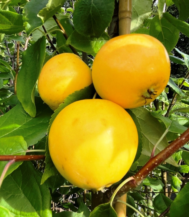Uralskoe nalivnoe (Malus domestica x Malus prunifolia)