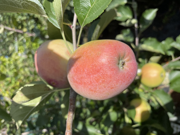 Apfelbaum Sinap Almaatinskiy (Malus domestica)