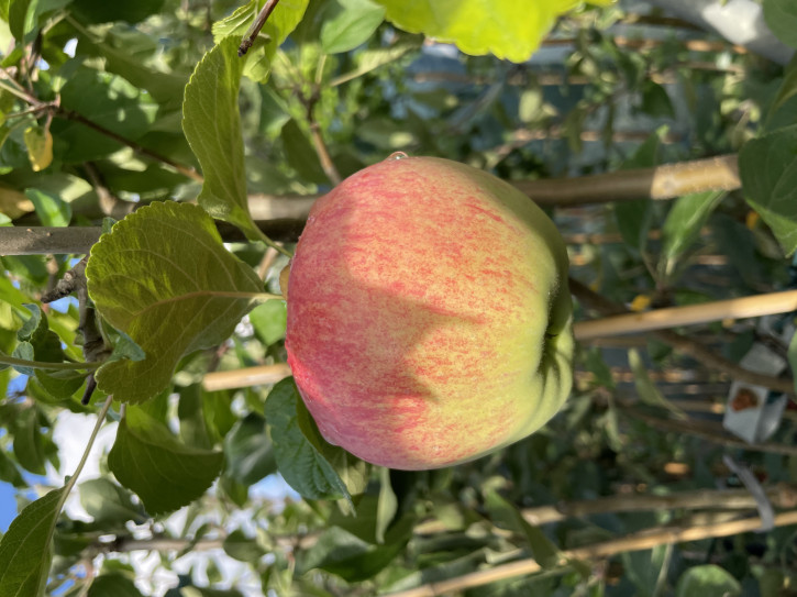 APFELBAUM APORT ZALIJSKIJ (Malus domestica Aport Zalijskij) Апорт Заилийский