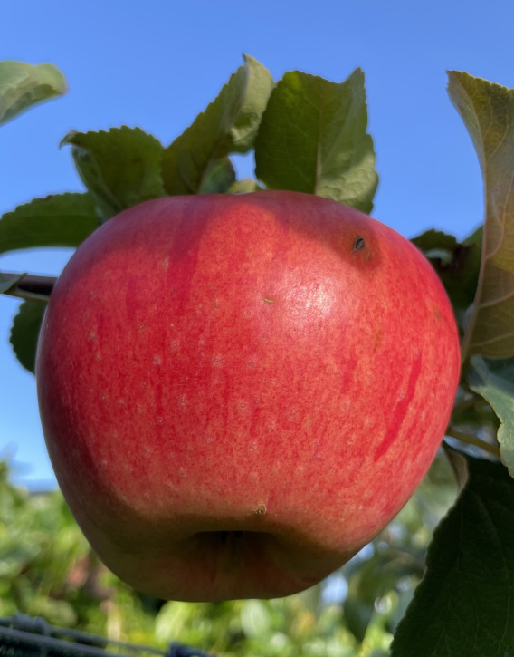 APFELBAUM APORT ZALIJSKIJ (Malus domestica Aport Zalijskij) Апорт Заилийский