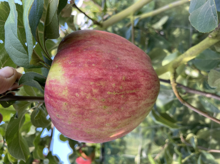 APFELBAUM APORT ZALIJSKIJ (Malus domestica Aport Zalijskij) Апорт Заилийский