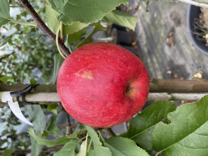 Яблоня Киргизский Апорт