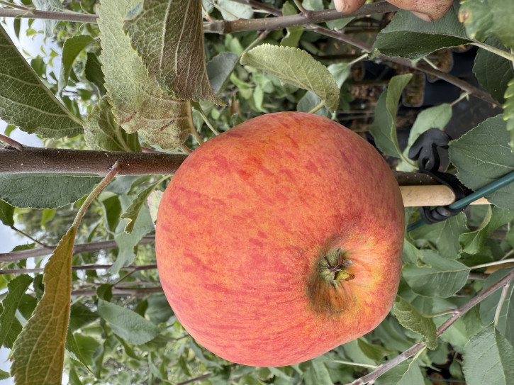 Яблоня Медуница (Malus domestica)