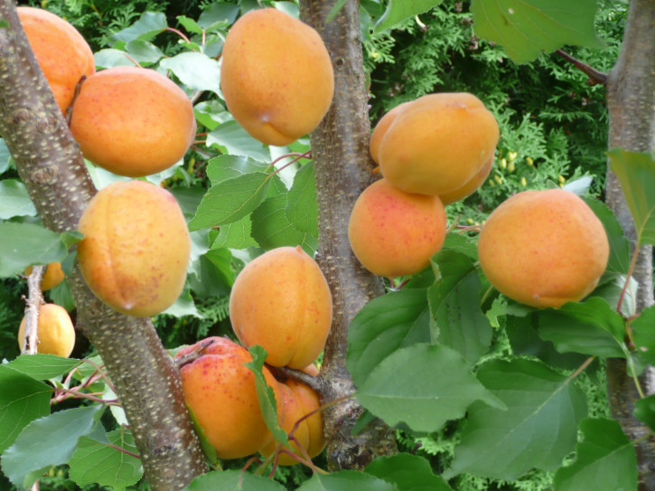 Aprikose KAUNAS (Prunus armenica)