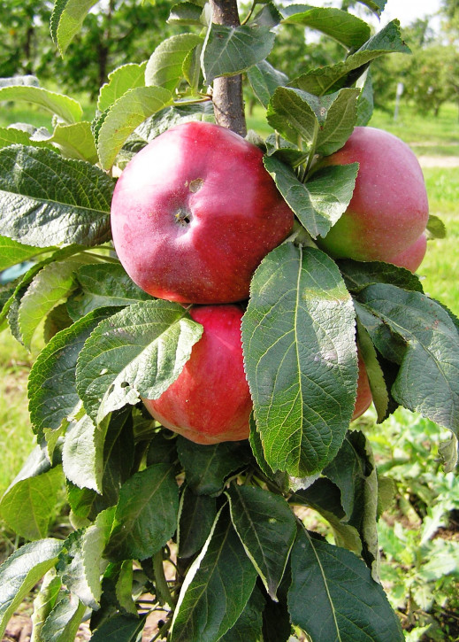 Säulenapfel „OSTANKINO“
