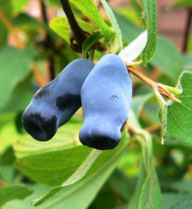 Жимолость Восторг