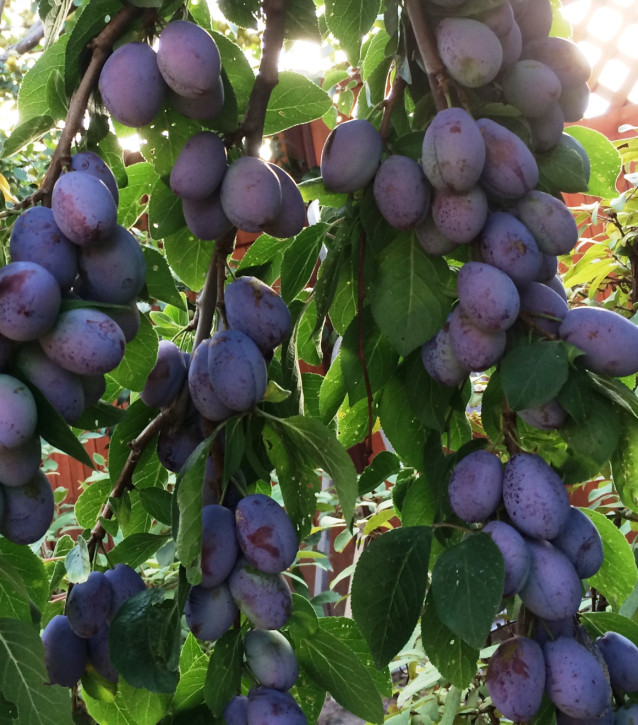 Säulenpflaume Viola