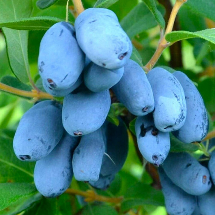 Giant’s Heart (Lonicera caerulea)