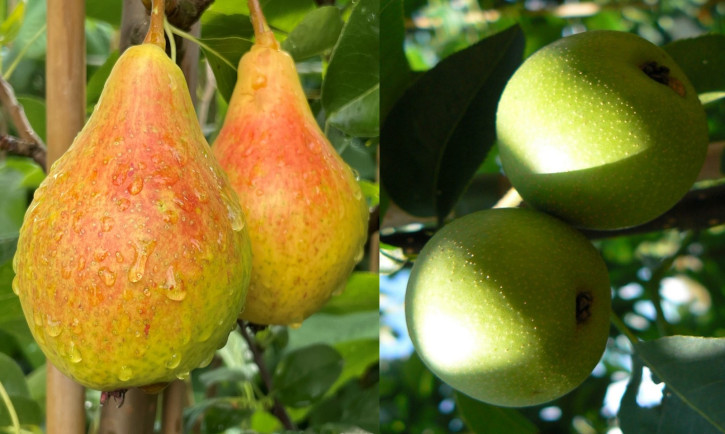Duo-Birnenbaum Zwei Sorten - ein Baum. Birne Souvenir + Nashi-Birne Nijisseiki Duo-Birnenbaum Zwei Sorten - ein Baum. Birne Souvenir + Nashi-Birne Nijisseiki