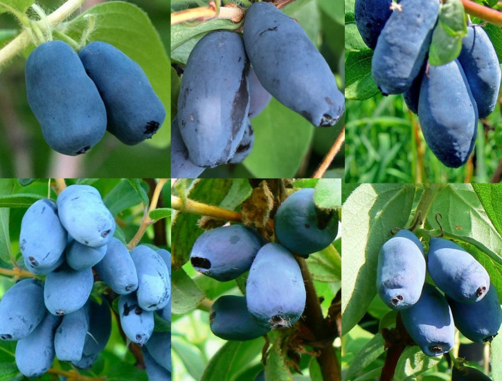 Gimolost 6 Sorten Set Gruppe Blue Treasure (Lonicera caerulea)