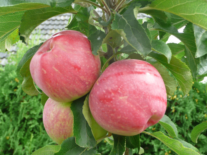 Säulen Sommer Äpfel „ULDIS“ ®