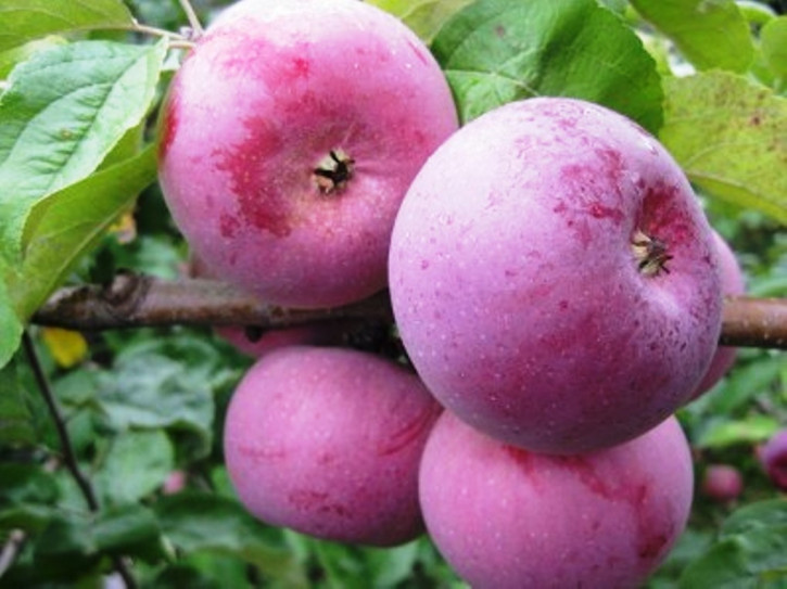 Яблоня Белорусское малиновое