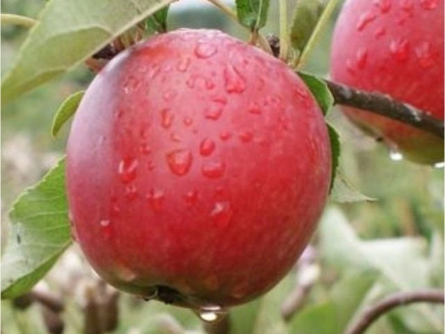 Säulenapfel „Inesse“