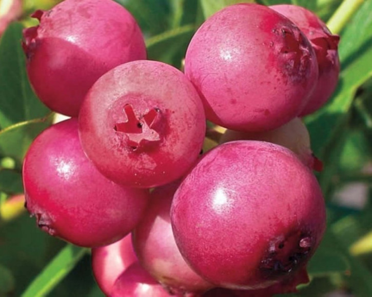 Pink Blueberry