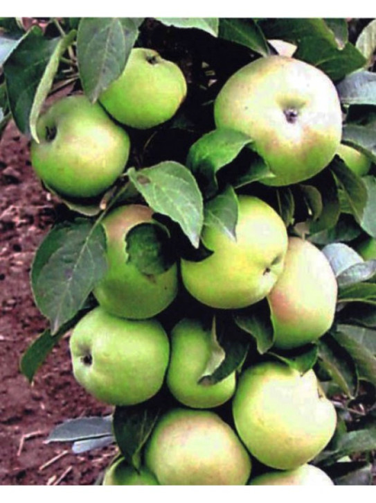 Säulenapfel Präsident 180/200 cm. (Malus domestica )