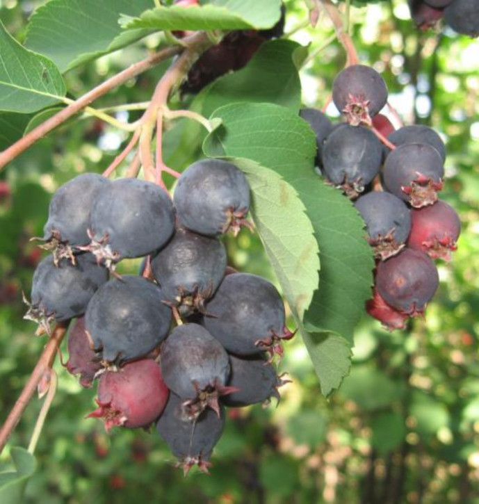 Irga-Beere Sleyt Irga-Beere Sleyt