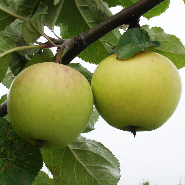 Apfel Beloe Astrachanskoe