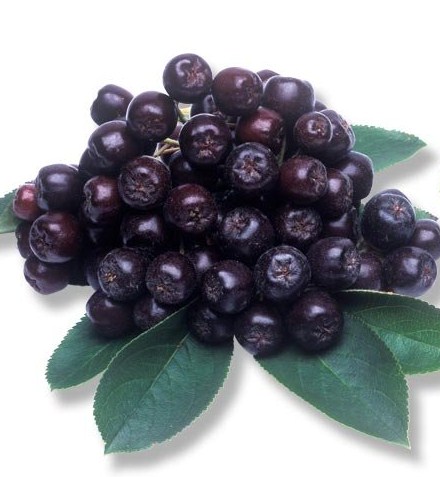 Aronia Aronia