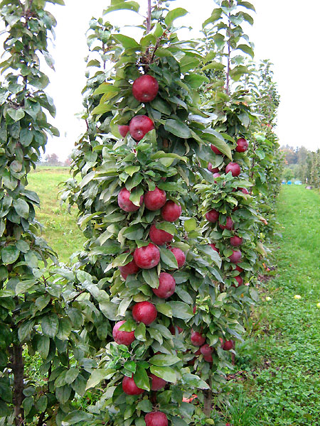 Säulenapfel Säulenapfel