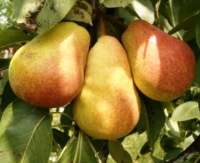 Birne Talgar Beauty + Pepi Duo-Birnenbaum Zwei Sorten - ein Baum.