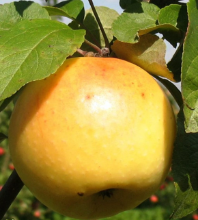 Familienbaum Belij Naliv + Limonka, Duo Apfelbaum