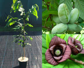 Азимина Сочи 11 пр.120/140 см.(Asimina triloba)
