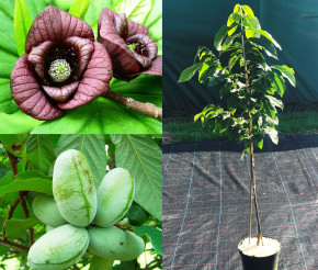 Indianerbanane Sunflower ca. 80/100 cm.  (Asimina triloba)