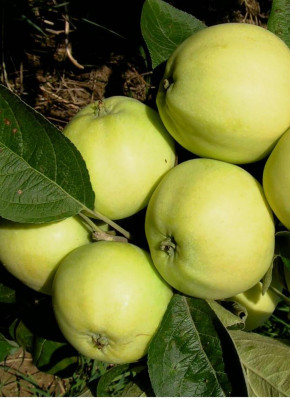 Яблоня Белый налив (Malus domestica)