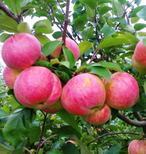 Grushovka+Desertnoe Familienbaum-Duo Apfelbaum, Zwei Sorten Apfelbaum  (Malus domestica)