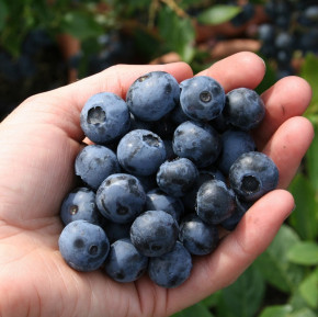 Голубика Дюк (Vaccinium corymbosum)