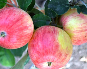 Grushovka+Desertnoe Familienbaum-Duo Apfelbaum, Zwei Sorten Apfelbaum  (Malus domestica)