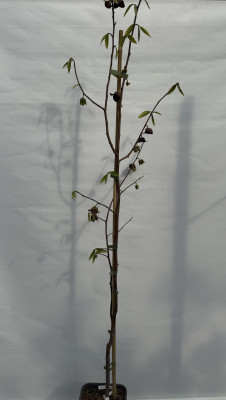 Indianerbanane 'Mango' 160/180 cm (Asimina triloba)