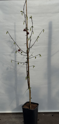 Азимина Sochi 11, пр. 150/180 cm Индейский банан (Asimina triloba)
