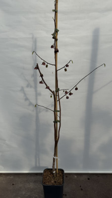 Indianerbanane Overleese ca. 120/140 cm. (Asimina triloba)