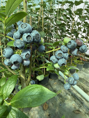 Heidelbeeren Duke (Vaccinium corymbosum)