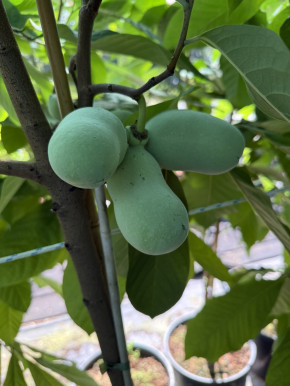 Азимина Sochi 11, пр. 150/180 cm Индейский банан (Asimina triloba)