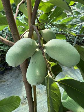 Indianerbanane 'Mango' 160/180 cm (Asimina triloba)