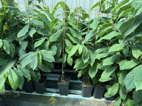 Indianerbanane Sunflower ca. 80/100 cm.  (Asimina triloba)
