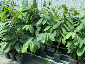 Азимина Оверлиз 80/100 см.(Asimina triloba)
