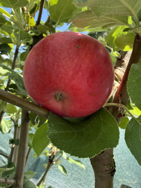 Säulenapfel MANGO  120/140 cm. (Malus domestica)